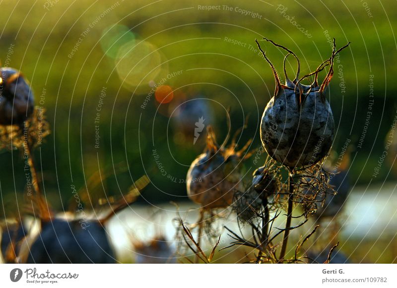 funky Seed Autumn Transience Green Yellow Sunlight Back-light Plant Verdant Flower Sow Bushes Thorny Stalk Thin Meadow Grass Reflection Photomagnetic