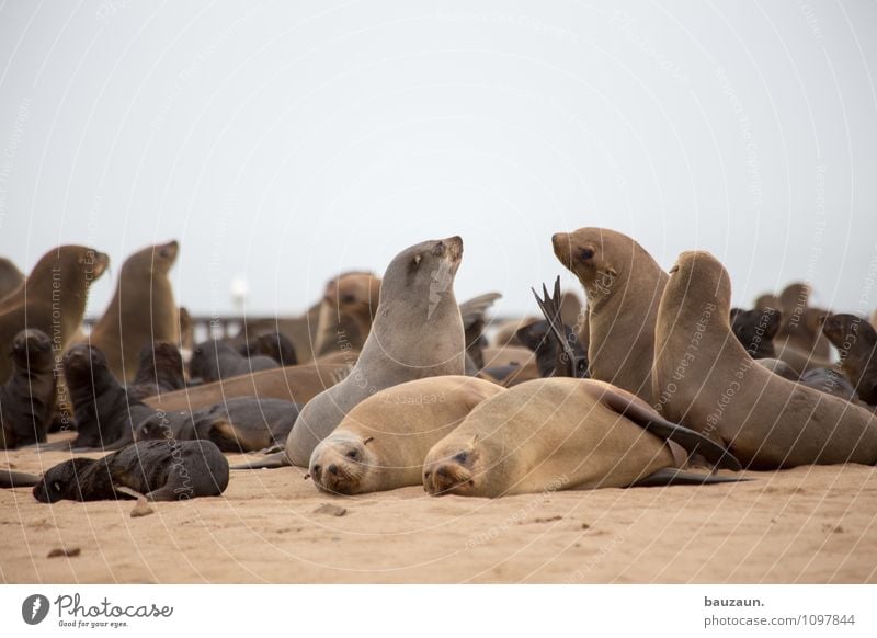 Together, you're less alone. Vacation & Travel Tourism Trip Sightseeing Beach Environment Nature Landscape Earth Sand Clouds Coast Cape Cross Namibia Africa