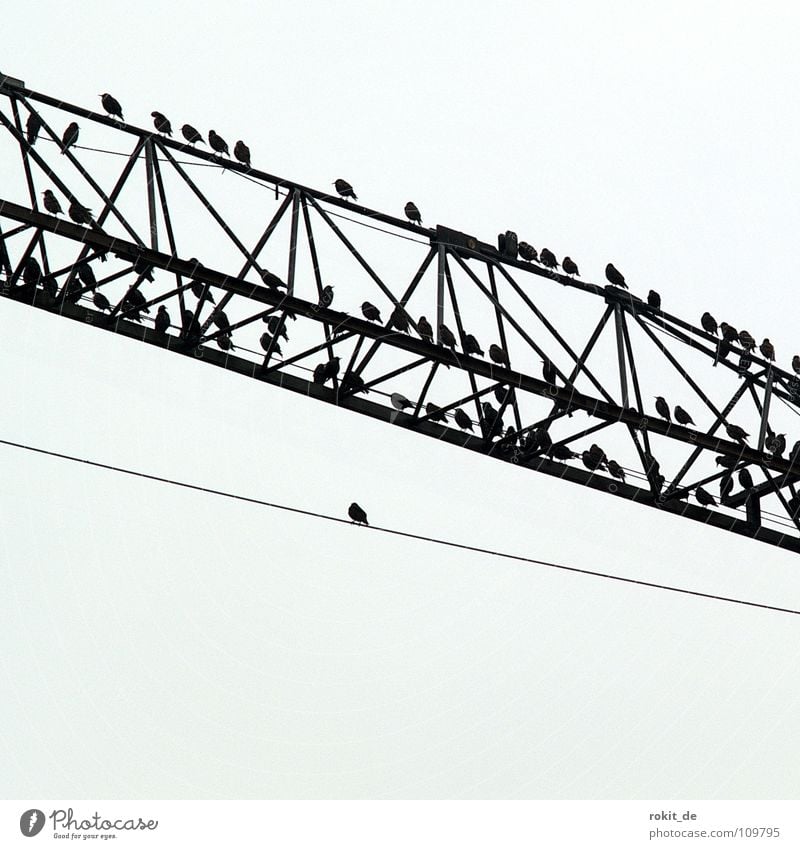 Heavy on wire Bird Starling Construction crane Crane Crossbeam Creepy Black Gray Crash Loneliness Break Individual Multiple Fear Panic Autumn assault Cable Sit