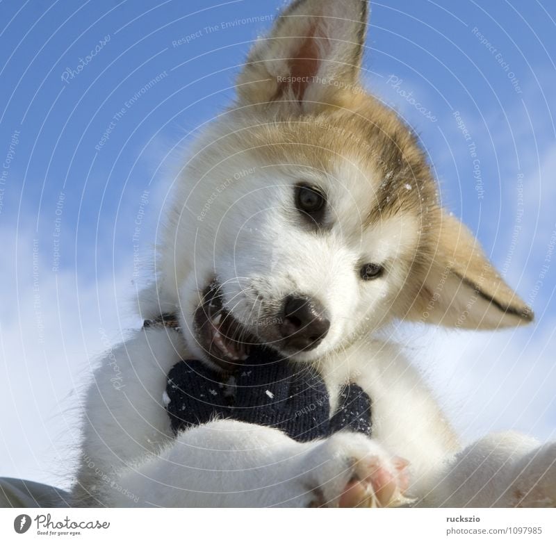 Alaskan; Malamut; Animal Dog Playing malamute family dog Watchdog domestic dogs breed of dog youthful Boy (child) Head portrait Purebred dog Sled dog