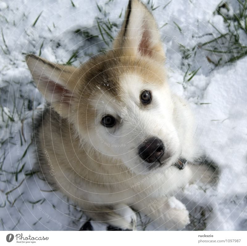 Alaskan; Malamut; Animal Dog Looking malamute family dog Watchdog domestic dogs breed of dog youthful Boy (child) Head portrait Purebred dog Sled dog