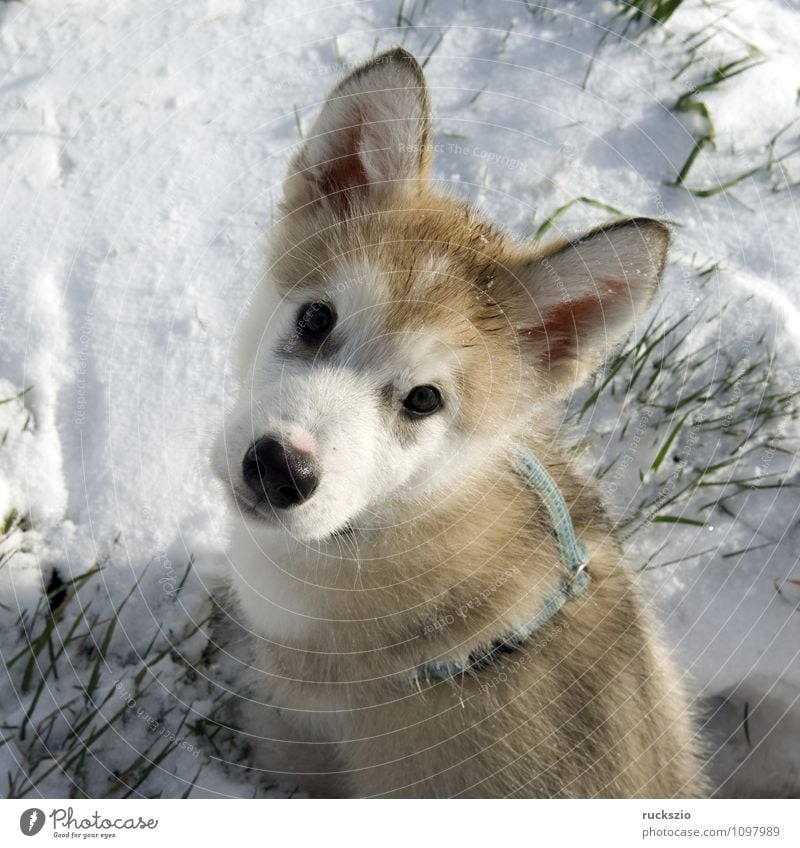 Alaskan; Malamut; Animal Dog Observe Looking malamute family dog Watchdog domestic dogs breed of dog youthful Boy (child) Head portrait Purebred dog Sled dog