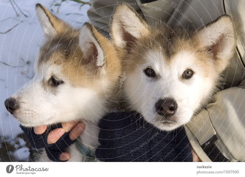 Alaskan; Malamut; Animal Dog Observe Looking malamute family dog Watchdog domestic dogs breed of dog youthful Boy (child) Head portrait Purebred dog Sled dog