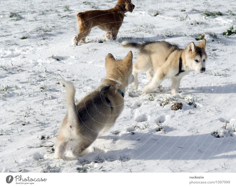 Alaskan; Malamut; Animal Dog Playing malamute family dog Watchdog domestic dogs breed of dog youthful Boy (child) Head portrait Purebred dog Sled dog