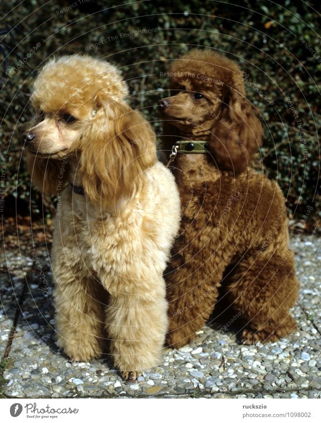 apricot poodle Animal Pet Dog Observe cane carnivora family dog breed of dog portrait Poodle Poodle breeding Toypudel Purebred dog Land-based carnivore