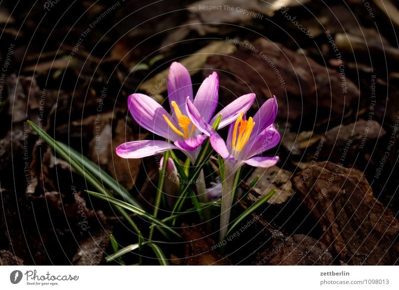 Two crocuses Flower Blossom Spring Garden Garden plot Garden allotments Crocus Growth Iridaceae Montbretia Spring flowering plant Blossom leave Grass Lawn