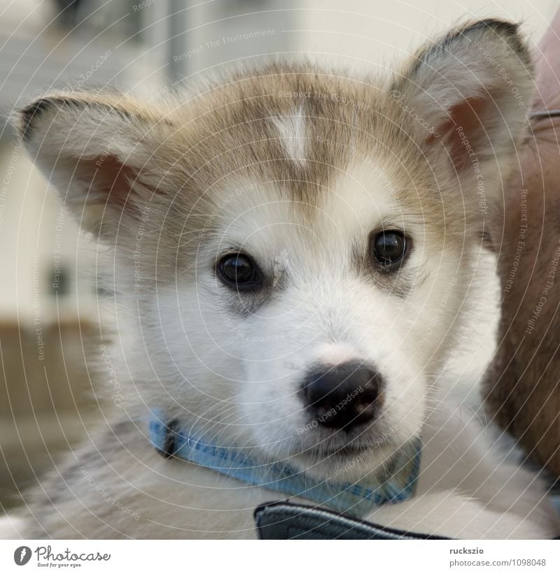 Alaskan; Malamut; Animal Dog Observe To enjoy malamute family dog Watchdog domestic dogs breed of dog youthful Boy (child) Head portrait Purebred dog Sled dog