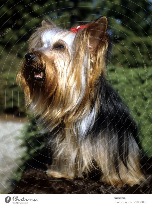 Yorkshire Terrier Animal Pet Dog Observe Yorkshire terrier Land-based carnivore younger family dog breed of dog Purebred dog Head portrait Watchdog carnivora