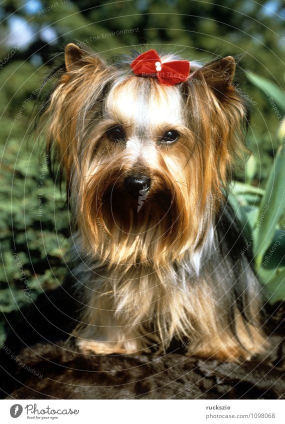 Yorkshire Terrier Animal Pet Dog Observe Yorkshire terrier Land-based carnivore younger family dog breed of dog Purebred dog Head portrait Watchdog carnivora