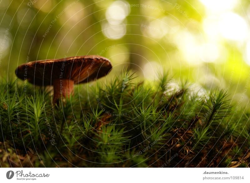 I actually hate mushroom pictures. Forest Woodground Autumn Growth Green Grass Blade of grass Light Tree Macro (Extreme close-up) Close-up Mushroom