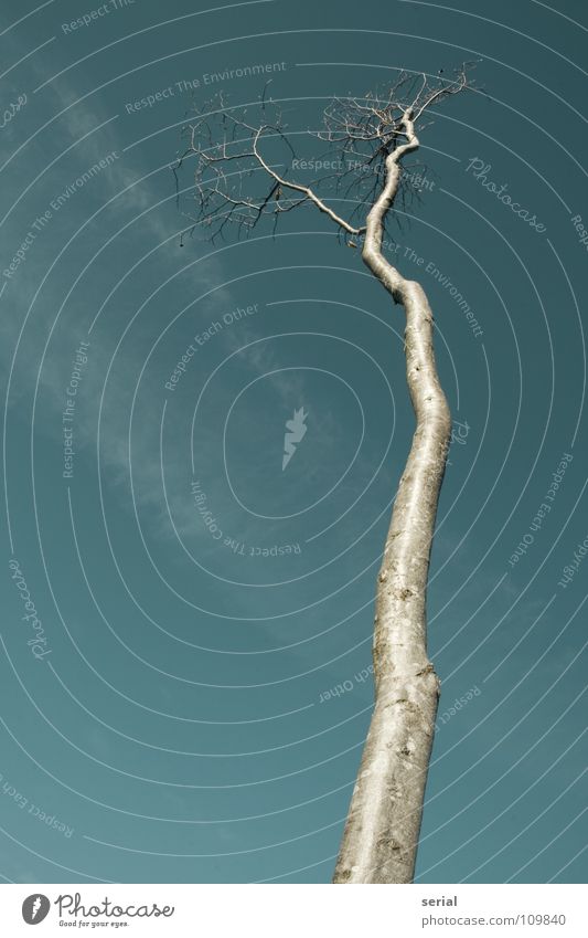 tree of fall (1) Tree Cold Wood Deserted Clouds Fine Worm's-eye view Glittering Thin Transience Autumn Perspective Branch Tree trunk Sky Death small-sized