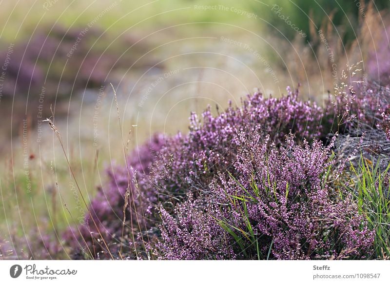 Power | of nature, heather bushes in Scotland Heathland wild nature Nordic nature Scottish summer Nordic romanticism Nordic flora Silence in nature