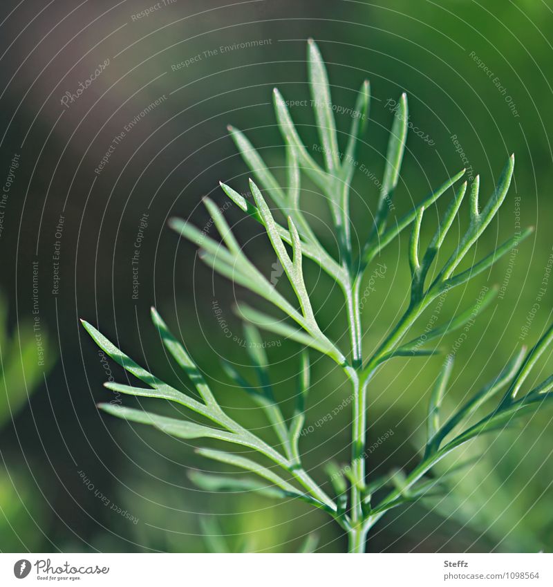 Carrot grows in the vegetable garden carrot green Vegetable Plantlet organic Organic fresh from the garden vegan vegetarian garden plant organic vegetables