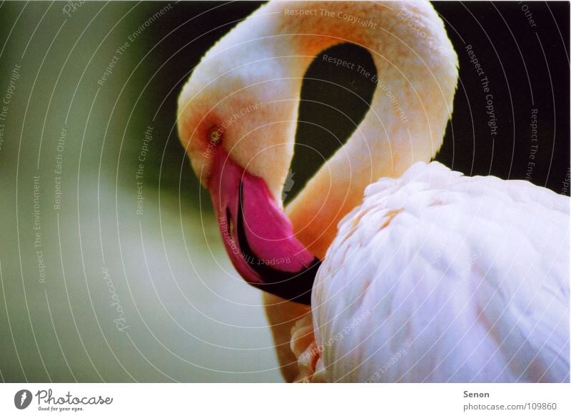 flamingo Flamingo Pink Near Beak Animal Feather Zoo Bird Neck