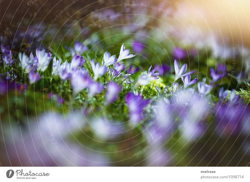 spring lights Elegant Style Sunbathing Nature Plant Spring Beautiful weather Flower Grass Bushes Blossom Wild plant Crocus Spring flowering plant Garden