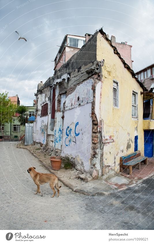 Back Street Boy Istanbul Outskirts Old town House (Residential Structure) Detached house Manmade structures Building Architecture Wall (barrier) Wall (building)