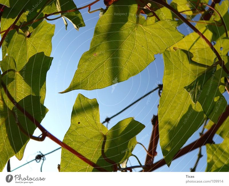 In the vineyard Leaf Green Vineyard Wine growing Back-light Sky leaves wine winegrowing backlight frontligthing blue