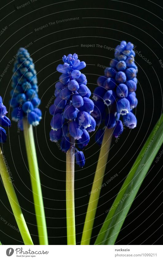 Grape hyacinth; Muscari Armeniacum Nature Plant Spring Flower Blossom Garden Free Blue Black Muscari latifolium Bulb flowers spring flower garden flower