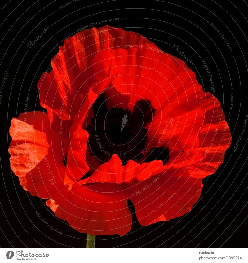 Turkish; poppy seed; papaver; oriental; Nature Plant Flower Blossom Garden Free Red Black Turkey Poppy Turkish poppy Corn poppy Summerflower garden flower