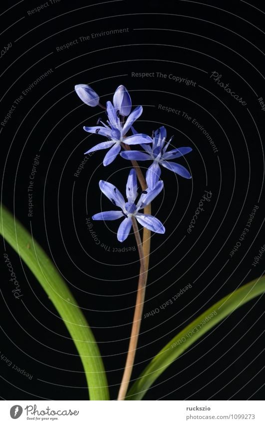 Two-leafed bluebird, Scilla bifolia, Winter Garden Nature Plant Spring Flower Blossom Blossoming Authentic Free Blue Black blue star scilla sibirica scilla