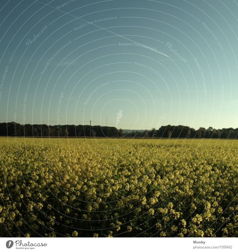 idyllic Idyll Canola Yellow Green Airplane Vapor trail Forest Plant Square Sky Field Agriculture Landscape Blue Bright condensation Detail idyllically seed flax