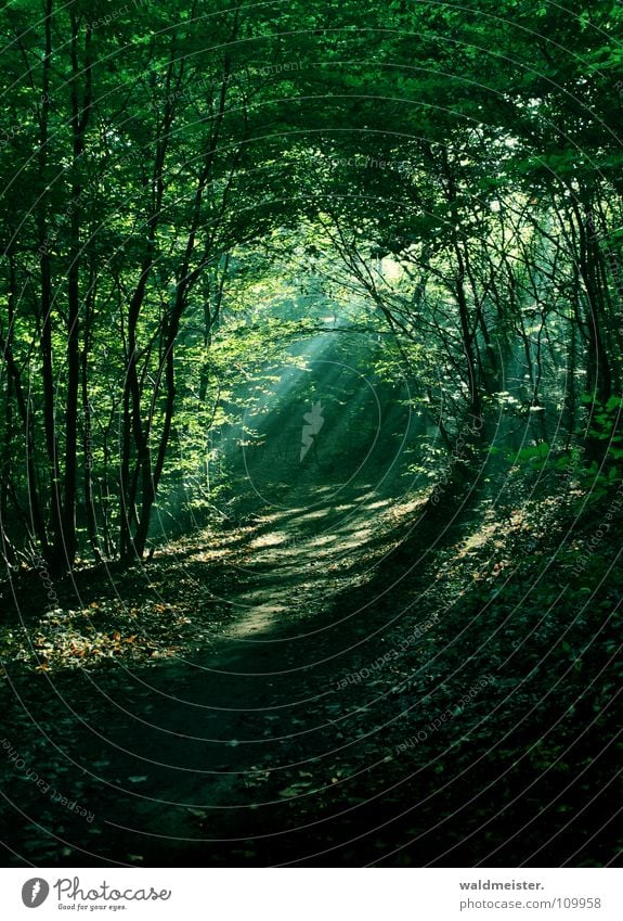 In the morning in the forest Forest Virgin forest Enchanted forest Magic Tree Fog Sun Light Beam of light Damp Fairy tale Green Romance Mystic