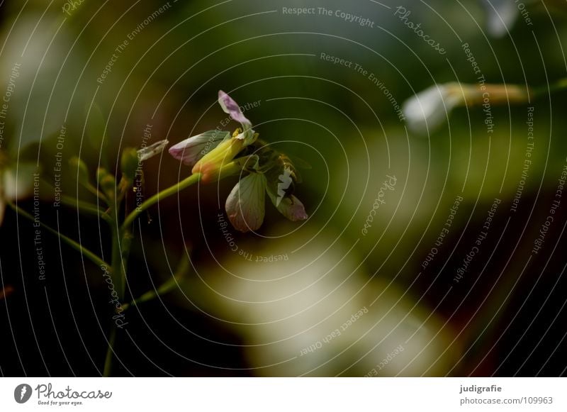 meadow Flying insect Insect Heathland Blossom Flower Plant Stalk Green Brown Black Summer Environment Growth Flourish Meadow Beautiful Fairy tale Fantastic