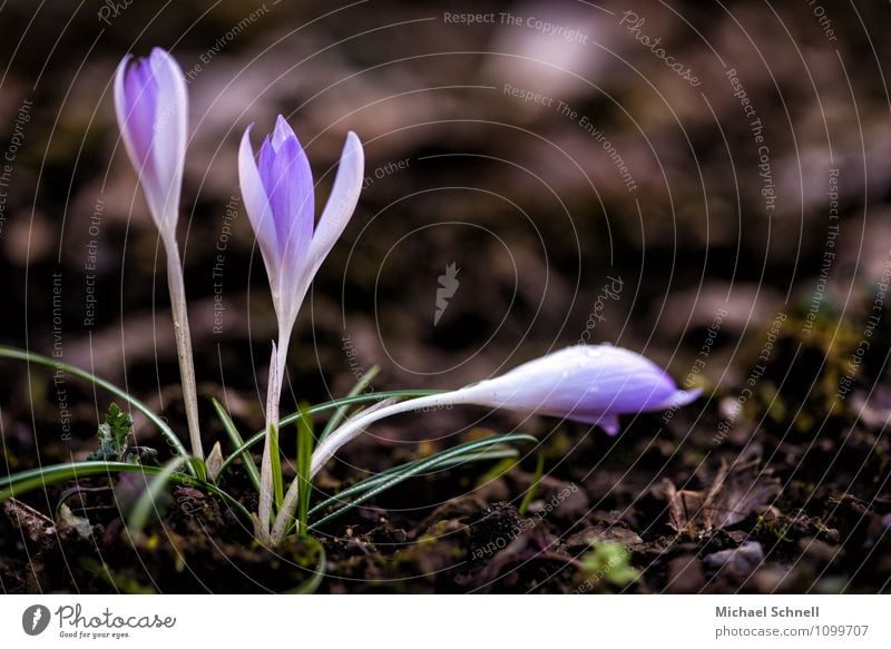 crocus Environment Nature Plant Flower Crocus Spring flowering plant Friendliness Happiness Fresh Healthy Natural Violet Spring fever Anticipation Colour photo