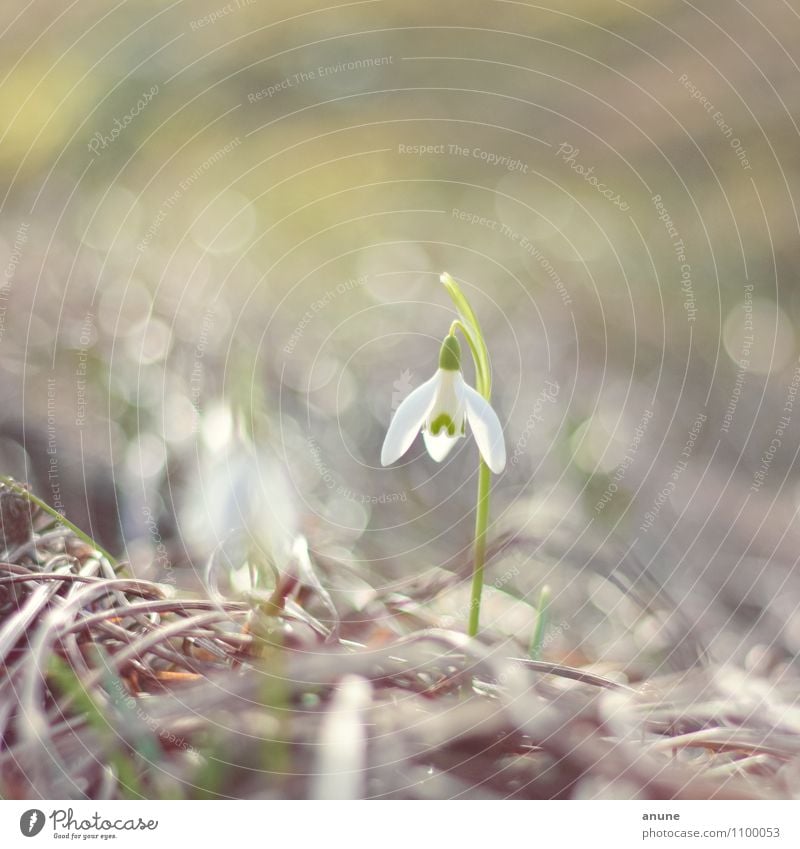 Tender little bell Science & Research Botany Biology Environment Nature Plant Spring Climate Climate change Flower Blossom Snowdrop Spring flowering plant