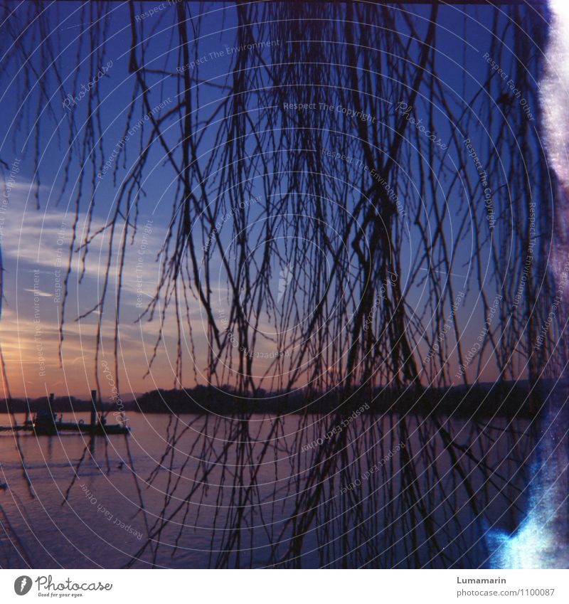 find the river Landscape Horizon Sunrise Sunset Beautiful weather Plant Tree Weeping willow Willow tree River bank Rhine Dark Glittering Blue Moody Power Calm