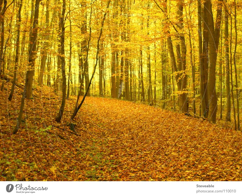 autumn forest Autumn Automn wood Forest Leaf Moody Seasons Calm Nature Landscape To go for a walk Relaxation