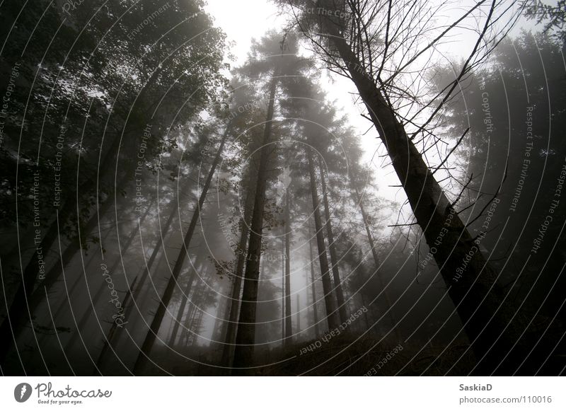 ghost forest Forest Tree Fog Treetop Desolate Empty Dark Wide angle Grief Distress Autumn Nature Sky Above corrupted 10mm Spooky