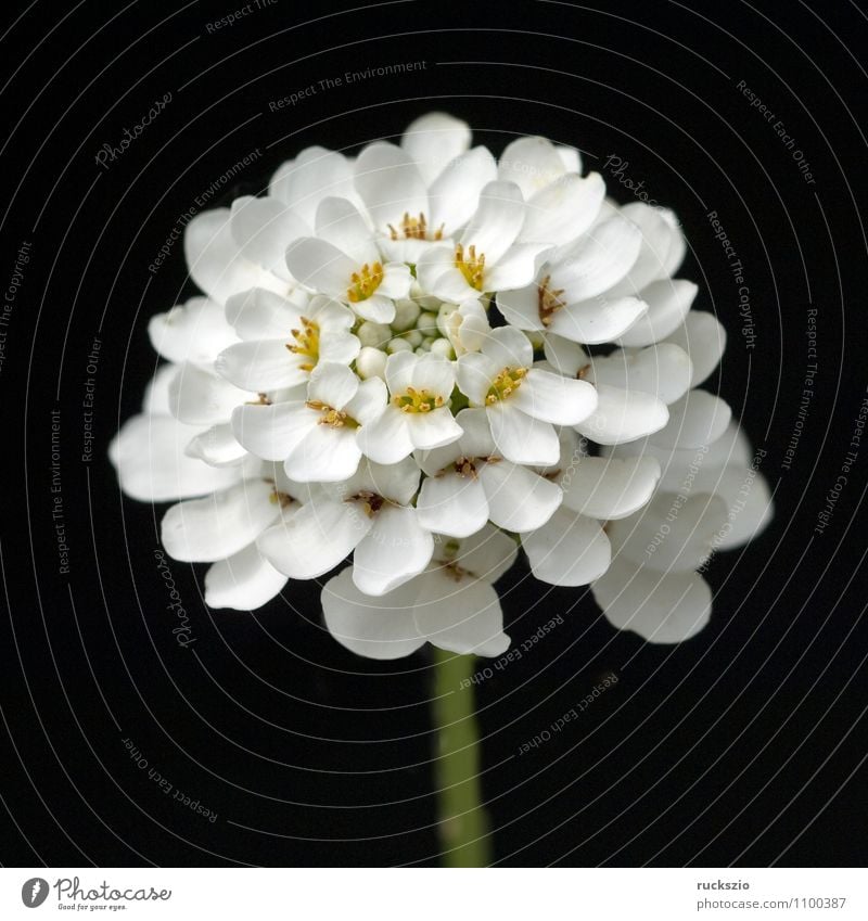 bowflower Healthy Alternative medicine Nature Plant Flower Blossom Free Black White bitterness Iberis amara Indigenous white-blooded WHITE BLOOMS