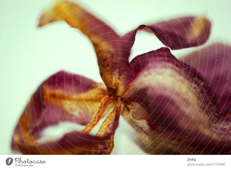 orchid Orchid Dry Dried Violet Light blue Blossom Flower Plant Biology Stalk Limp Growth Angiosperm Beautiful Classic Valued Blur Macro (Extreme close-up)