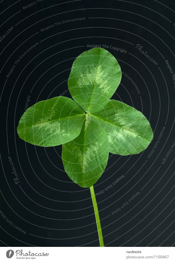 red clover, trifolium pratense, four clovers Happy Nature Plant Leaf Wild plant Field Free Green Black Red clover Cloverleaf Edible Four-leafed clover