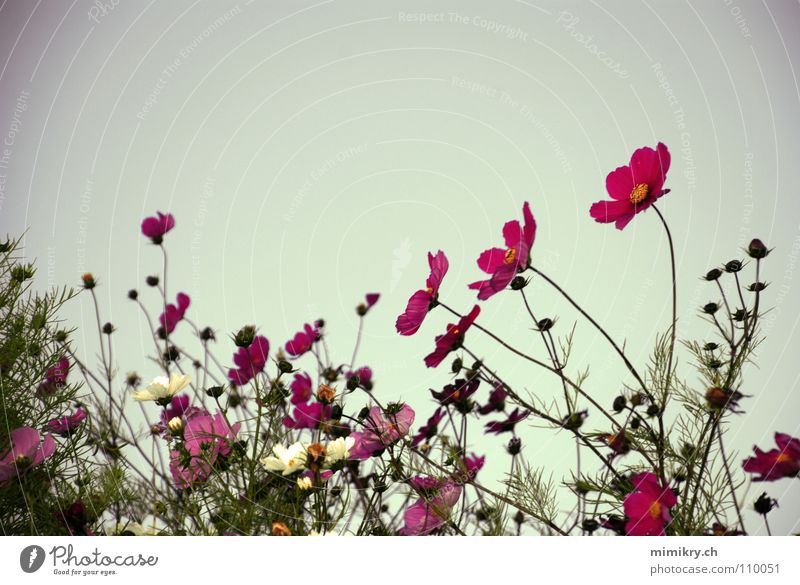 Flowers in the evening light Pink Evening sun Dusk Poetic Garden plot Growth Gardener Romance Green Delicate Blossom Summerflower Cosmos Ornamental plant Plant