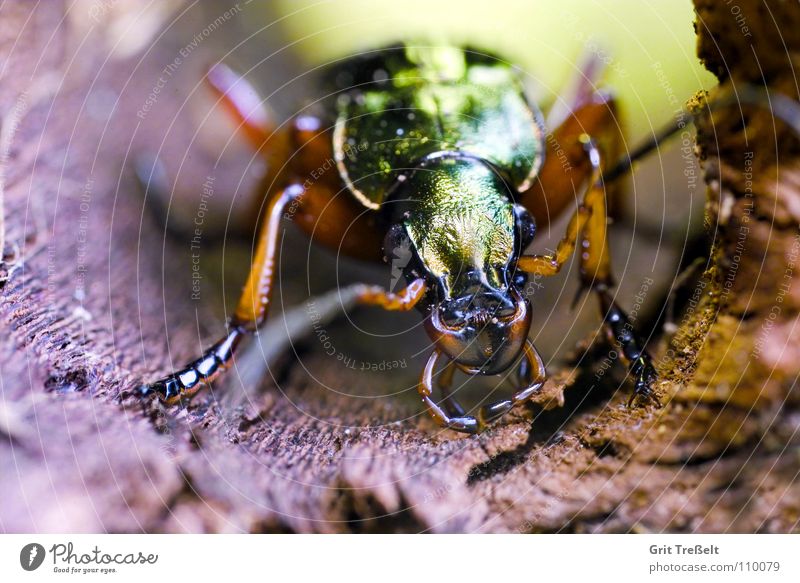 ground beetle Insect Green Beetle Walking Macro (Extreme close-up) Nature Flying