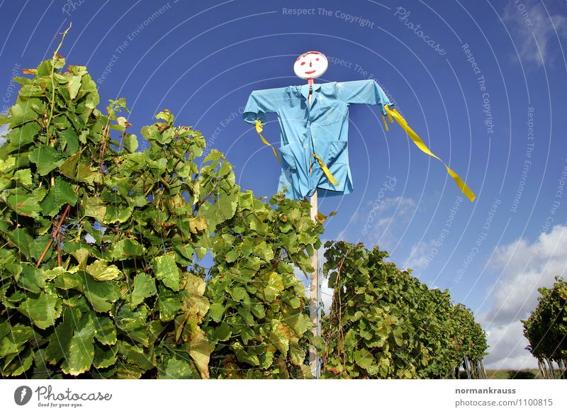 scarecrow Environment Nature Plant Sky Doll Creepy Hideous Blue Violet Fear Whimsical Scarecrow Autumn frighten away bird defense Vine Vineyard Colour photo