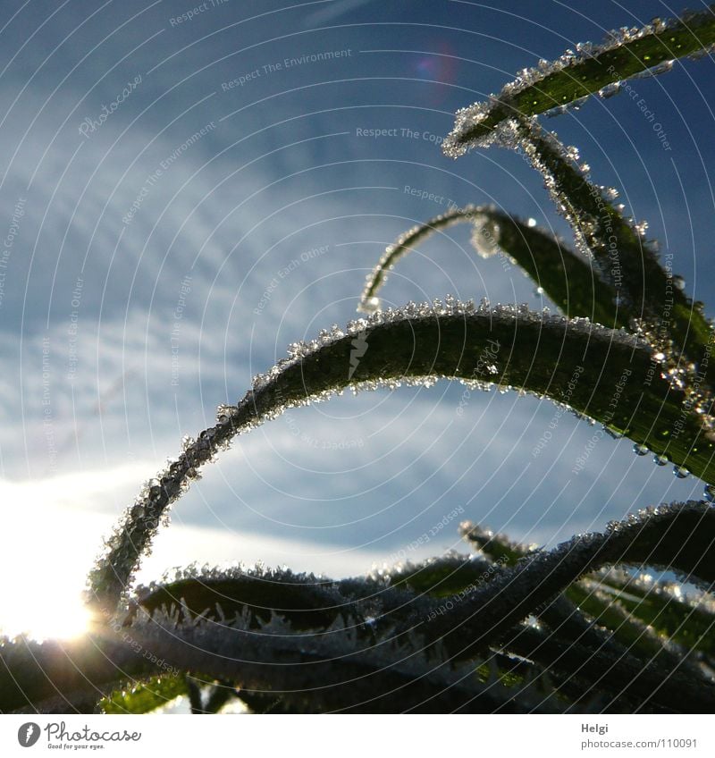 freezing morning II... Freeze Hoar frost Cold Morning Frozen Ice crystal Glittering Grass Blade of grass Edge Corner Long Thin Curved Across Wayside Clouds