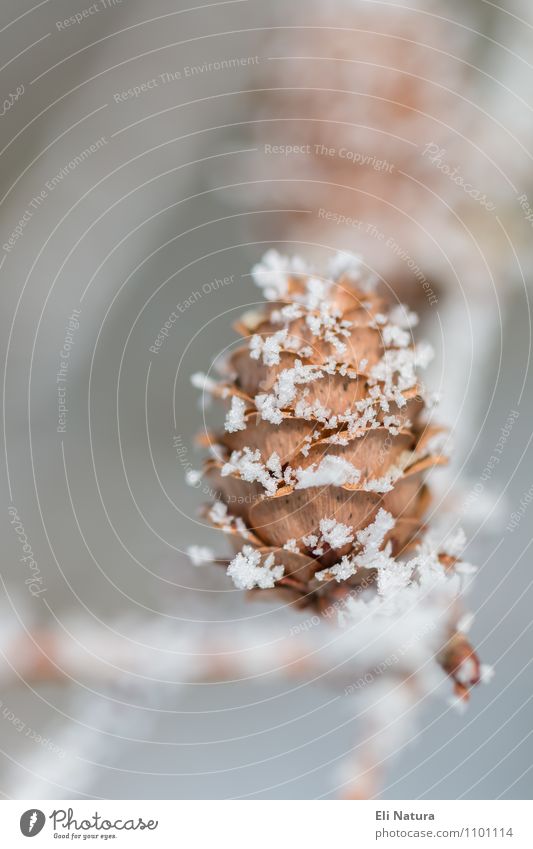 (Ice)- cone Environment Nature Plant Animal Winter Frost Snow Tree Cone Cold Brown Yellow Gray Orange Silver White Inspiration Pure Ice crystal Snowflake