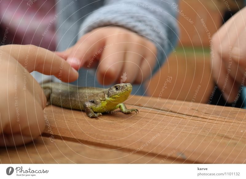 staying still Scales Lizards 1 Animal Touch Discover Infancy Life Senses Multicoloured Exterior shot Close-up Deep depth of field