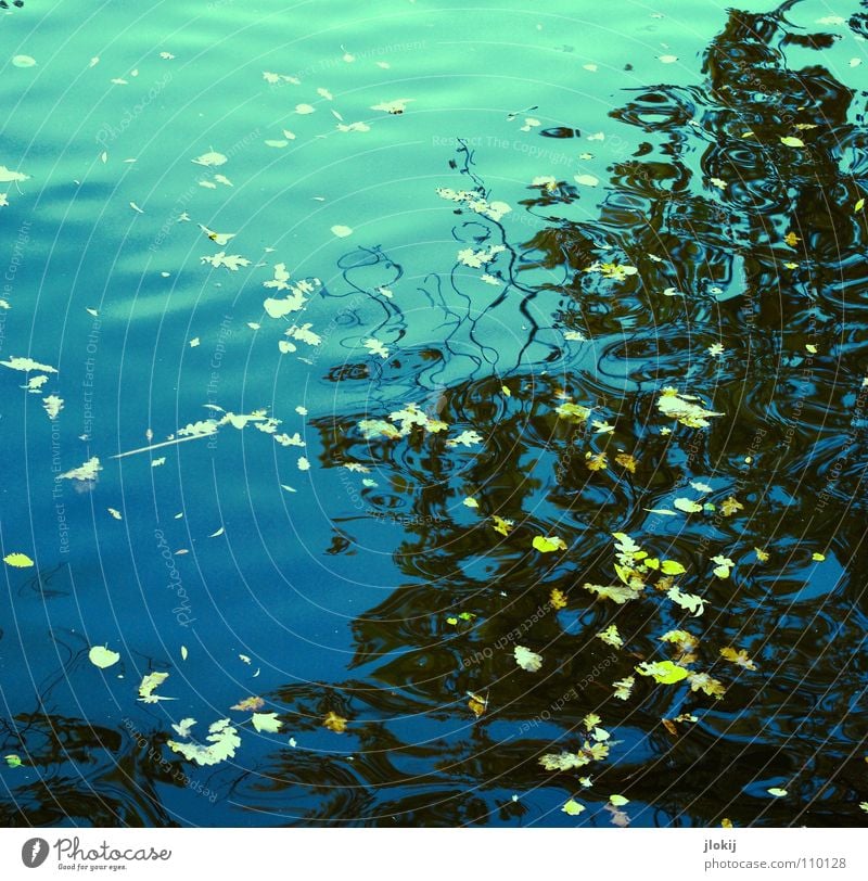 Liquid Structures Pond Lake Leaf Tree Waves Undulating Breeze Diagonal Damp Habitat Nature Reflection Autumn Water River Brook leaves Branch Snapshot