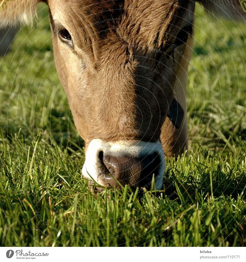 A cow mows "Muh" ... Cow Brown Livestock Dairy cow Calf Moo Snout Cold Damp Wet Nostril Breathe Grass To feed Butter Agriculture Exterior shot Animal mother cow