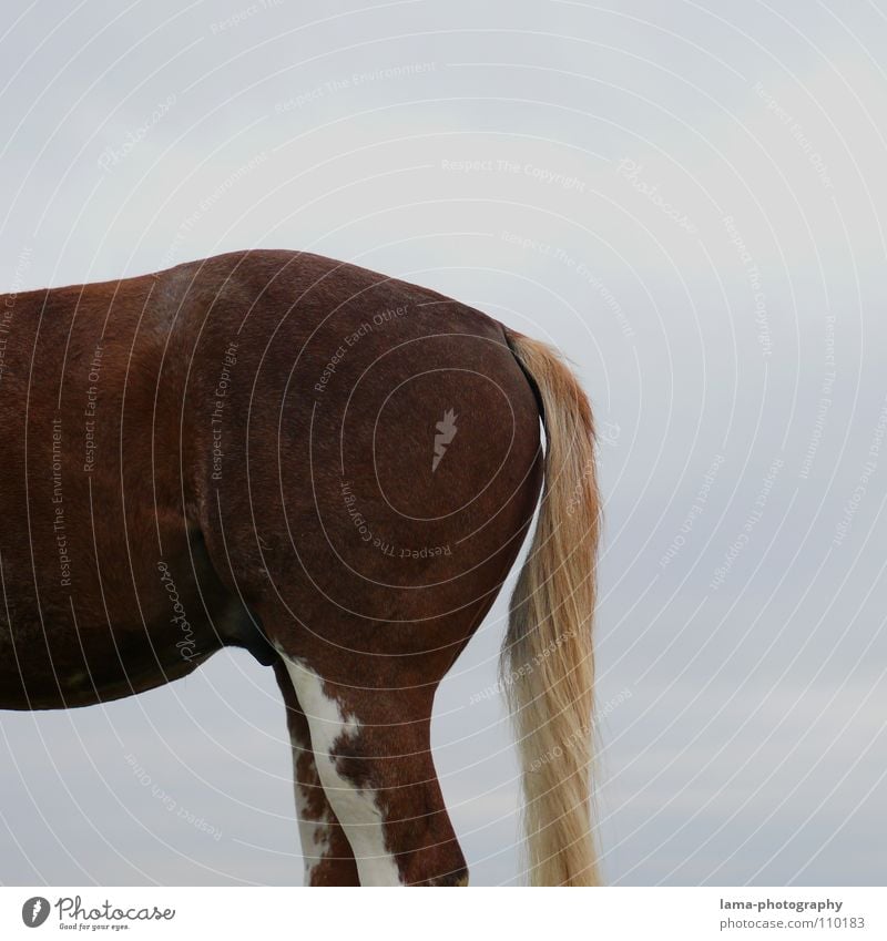 The rear Bottom Horse Hind quarters Tails Mane Show jumping Tame Farm animal Animal Pelt Dappled Ride Mammal Transport croup Bangs Back Legs Stomach