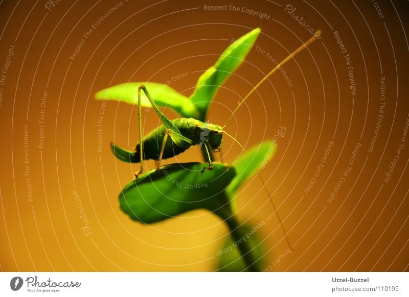 dead locust Locust Insect Green Macro (Extreme close-up) Yellow Plant Close-up canon grasshopper EOS Nature