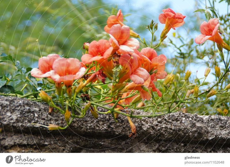 On the wall, on the lookout,... Nature Plant Summer Flower Blossom Wall (barrier) Wall (building) Stone Blossoming Fragrance Faded To dry up Growth Gray Green