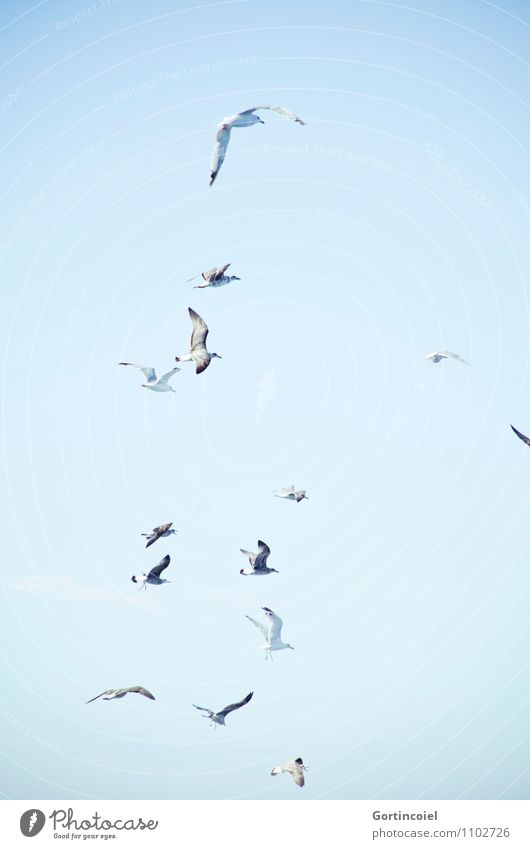 gulls Sky Cloudless sky Wild animal Bird Wing Group of animals Flock Blue Maritime Seagull Gull birds Flock of birds Sea bird Ocean Cote d'Azur Southern France