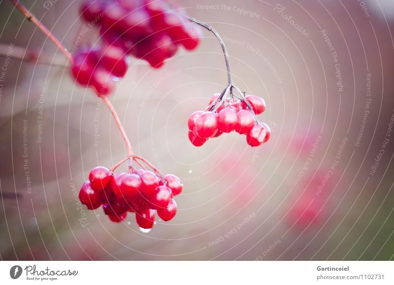 Red balls Nature Plant Winter Bushes Guelder rose Viburnum opulus Colour photo Close-up Detail Macro (Extreme close-up) Deserted Copy Space right