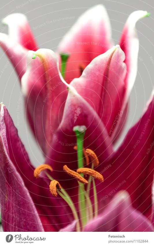 Pink Lilies Plant Spring Lily Loyalty Romance Seed Colour photo Studio shot Detail Copy Space top Shallow depth of field