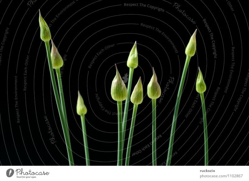 Ornamental garlic buds, Allium, Decoration Nature Plant Flower Green Violet Black ornamental garlic buds Leek giganteum Flowerbed garden flower garden flowers